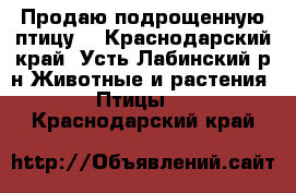 Продаю подрощенную птицу. - Краснодарский край, Усть-Лабинский р-н Животные и растения » Птицы   . Краснодарский край